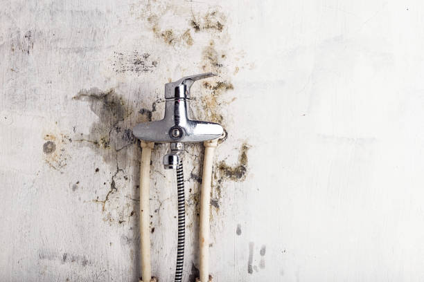 Best Residential Mold Remediation in Whittingham, NJ