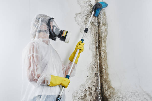 Best Black Mold Remediation in Whittingham, NJ