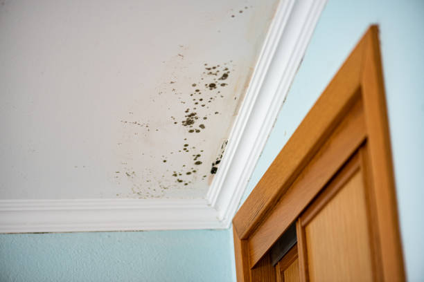 Best DIY Mold Remediation Support Services in Whittingham, NJ