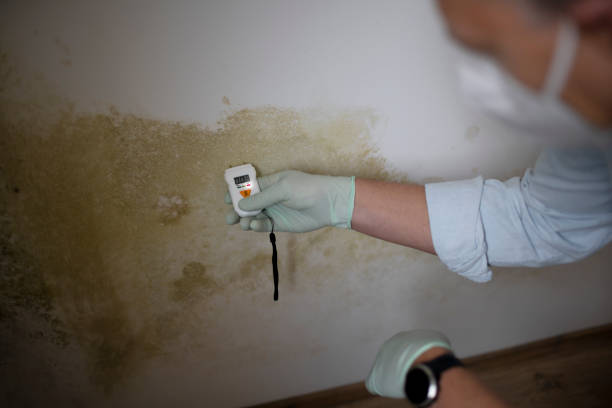 Best Basement Mold Remediation in Whittingham, NJ