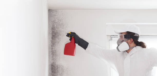 Best Insurance-Related Mold Remediation in Whittingham, NJ
